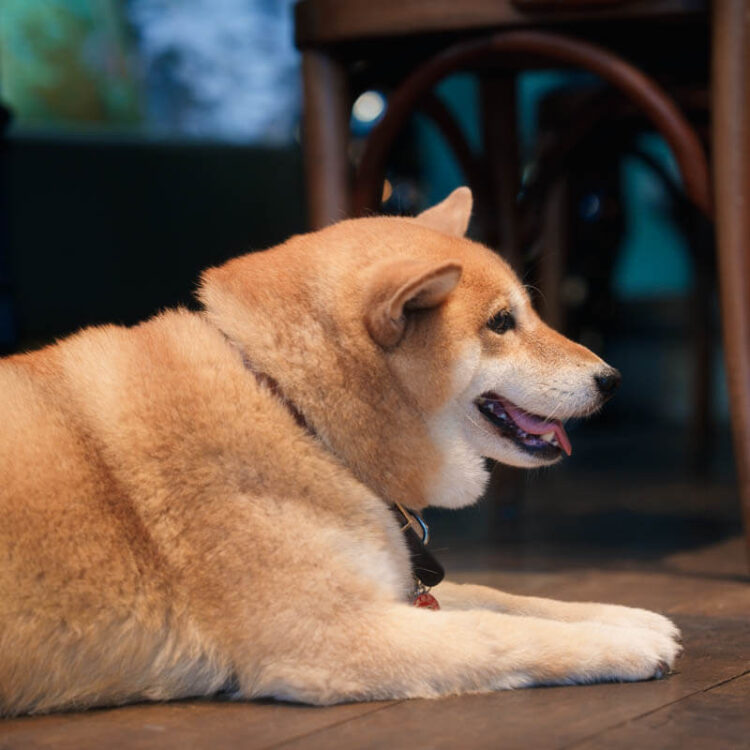 1130505_來福_web-17