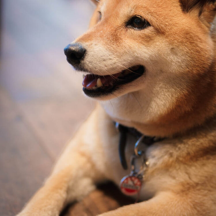 1130505_來福_web-21