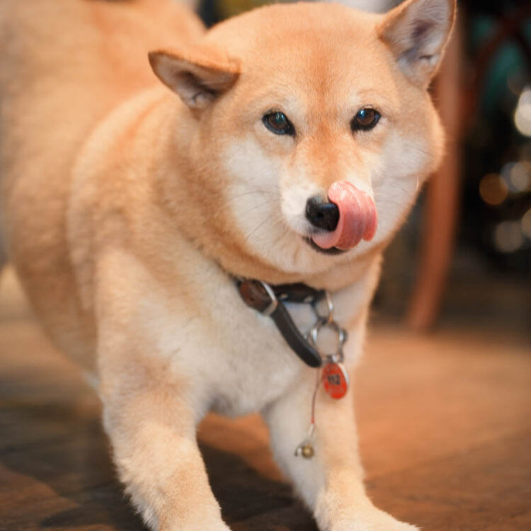 1130505_來福_web-27