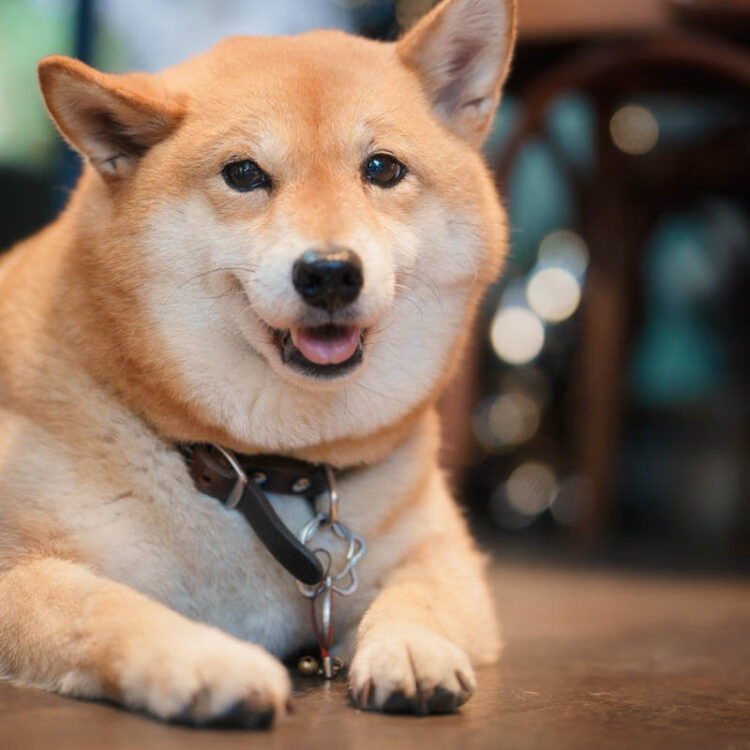 1130505_來福_web-29