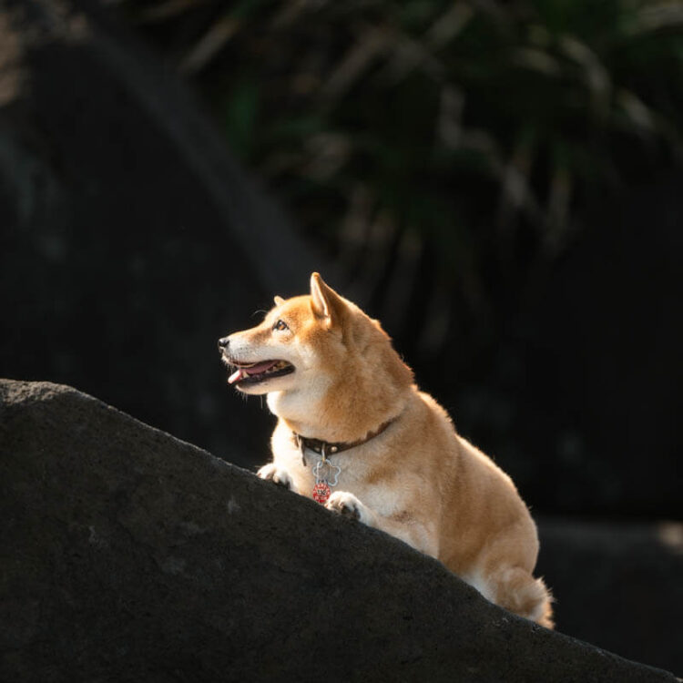 1130505_來福_web-45